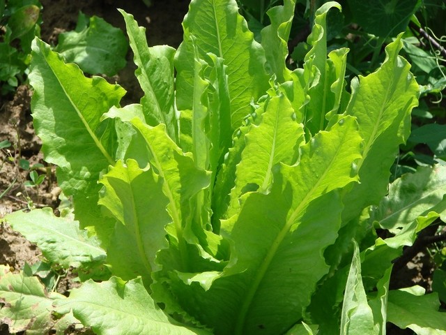 salata od huskybucke